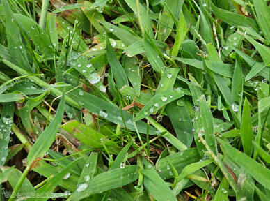 ~ Dew You Believe This!? ~