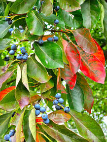 ~ Sour Treat for the Birds ~